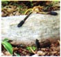 Cordycepts Mushroom
