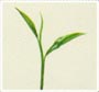 Green Tea Leaf